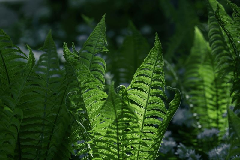 Ferns