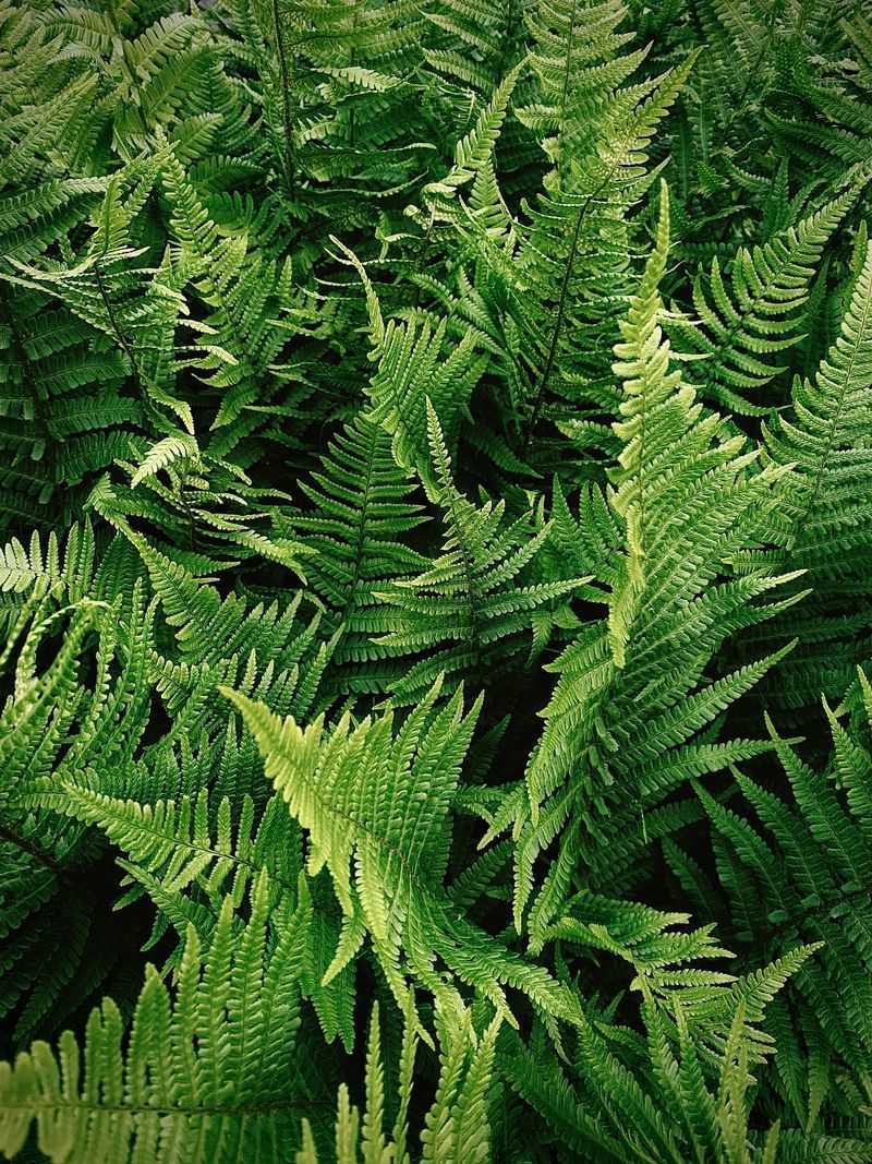 Ferns Appreciate The Organic Matter More Than The Coffee Itself Ferns Appreciate The Organic Matter More Than The Coffee Itself