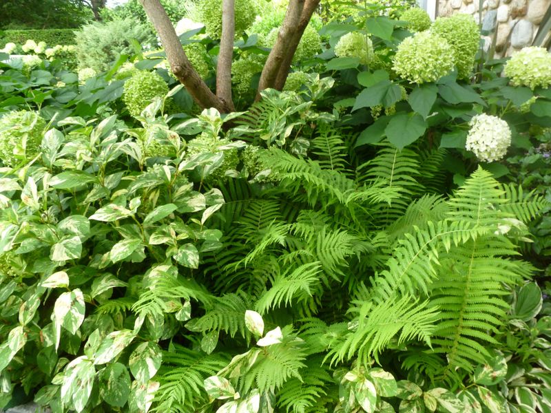 Ferns Bring Soft Texture To Shadier Garden Beds