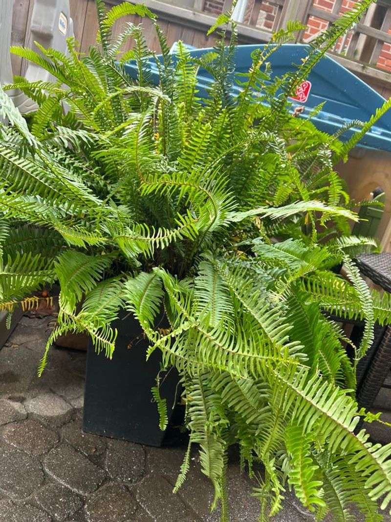 Ferns Make Patios Look Cool Ferns Make Patios Look Cool