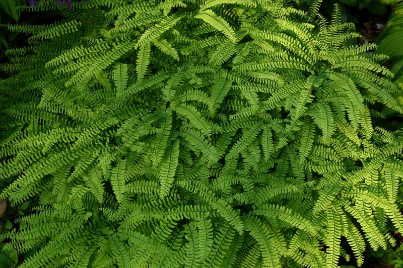 Ferns Prefer Compost Over Raw Coffee Grounds Ferns Prefer Compost Over Raw Coffee Grounds