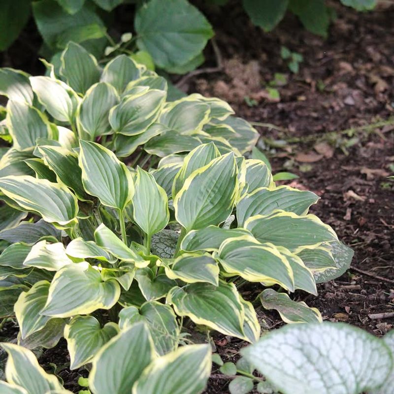 Fertilize Established Perennials