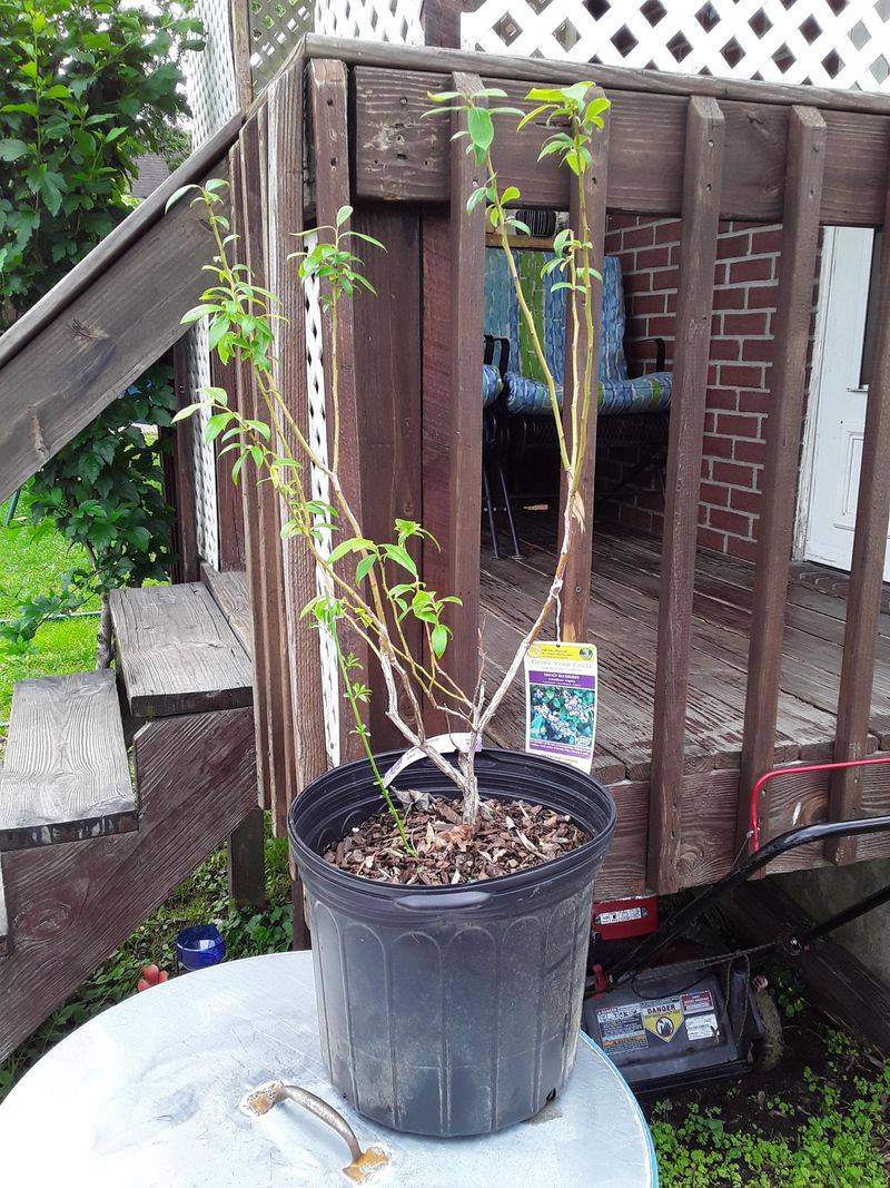 Fertilize Lightly With Acid-Loving Plant Food Fertilize Lightly With Acid-Loving Plant Food
