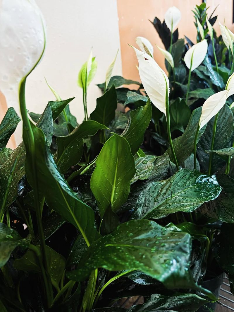 Fertilize Mostly During Brighter Months