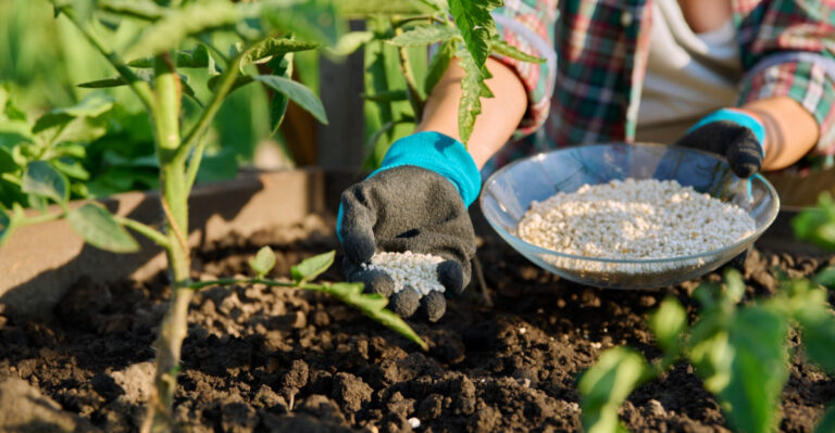 Fertilize These Florida Plants In May For A Lush Summer Garden