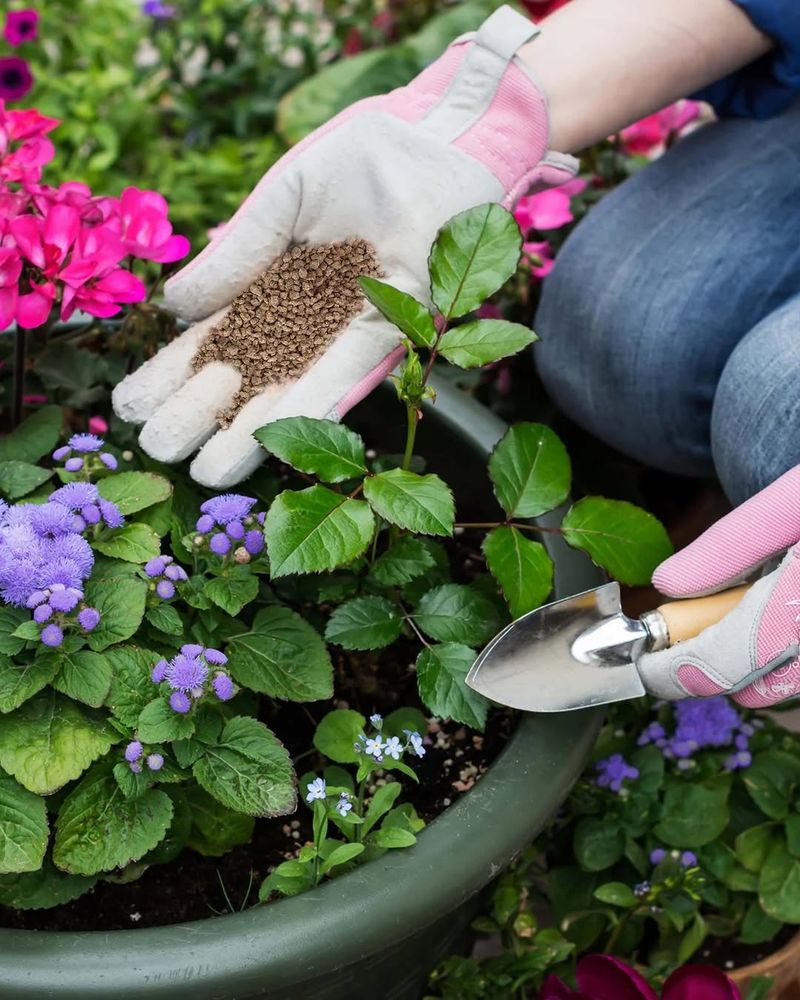 Fertilize Vegetables And Annuals Lightly Fertilize Vegetables And Annuals Lightly