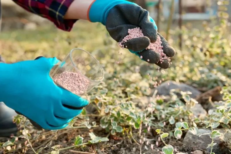 Fertilizing Cool Season Lawns In May
