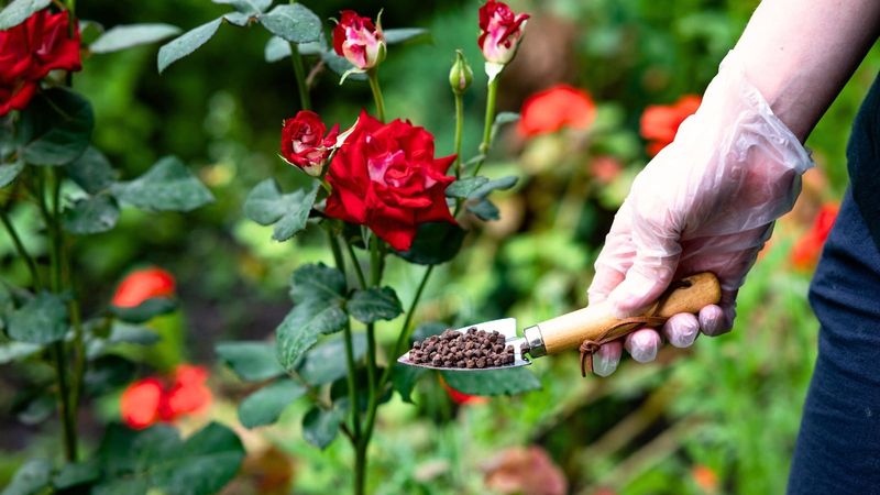 Fertilizing Roses Too Late In The Season Weakens Plants Before Winter Fertilizing Roses Too Late In The Season Weakens Plants Before Winter