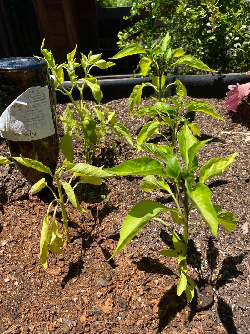 Fertilizing Stressed Plants Too Heavily Fertilizing Stressed Plants Too Heavily