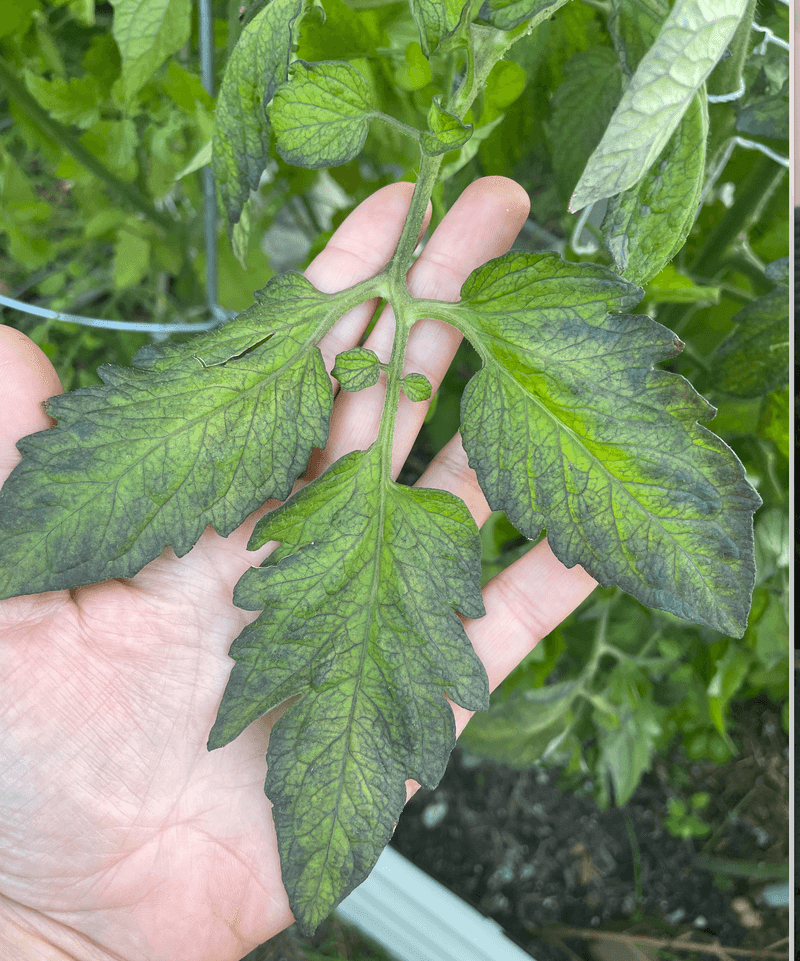 Fertilizing Too Aggressively In Spring Creates Weak Summer Growth