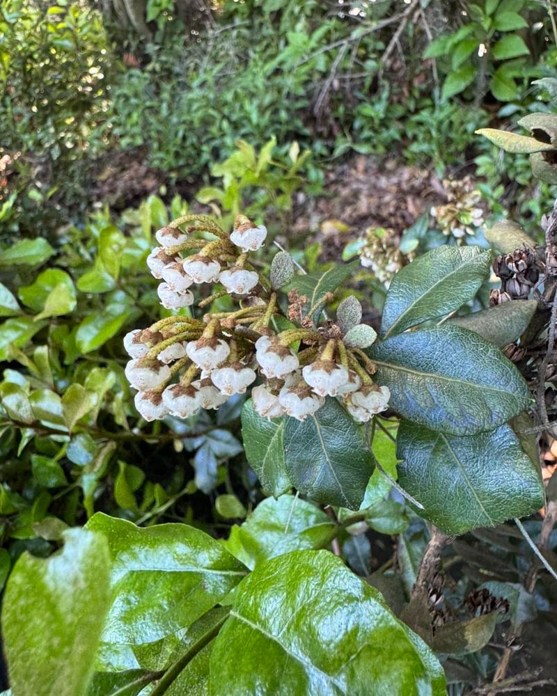Fetterbush Keeps A Full Look In Moist Soil