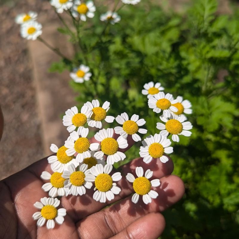 Feverfew Adds Daisy-Like Flowers With Bitter Foliage