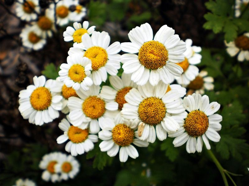 Feverfew: Quiet Defender With A Scientific Edge
