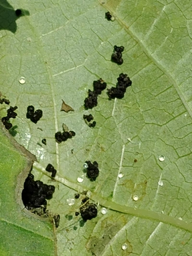 Few Pest Problems Help Okra Stay Productive
