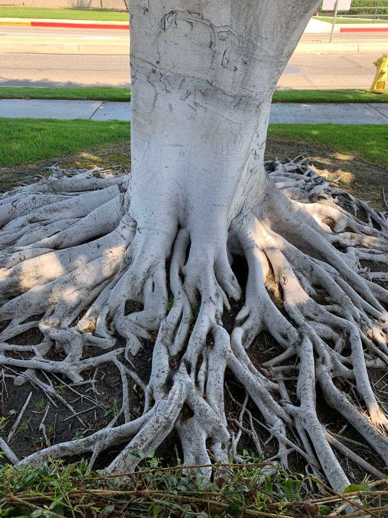 Ficus Microcarpa Can Cause Root Trouble Ficus Microcarpa Can Cause Root Trouble