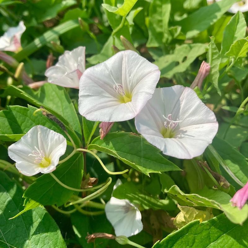 Field Bindweed Wraps Around Everything Nearby Field Bindweed Wraps Around Everything Nearby