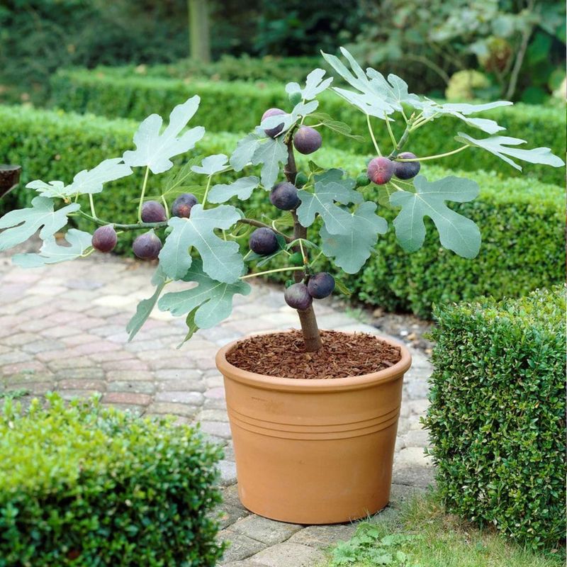 Fig Brings Bold Growth And Sweet Harvests Fig Brings Bold Growth And Sweet Harvests