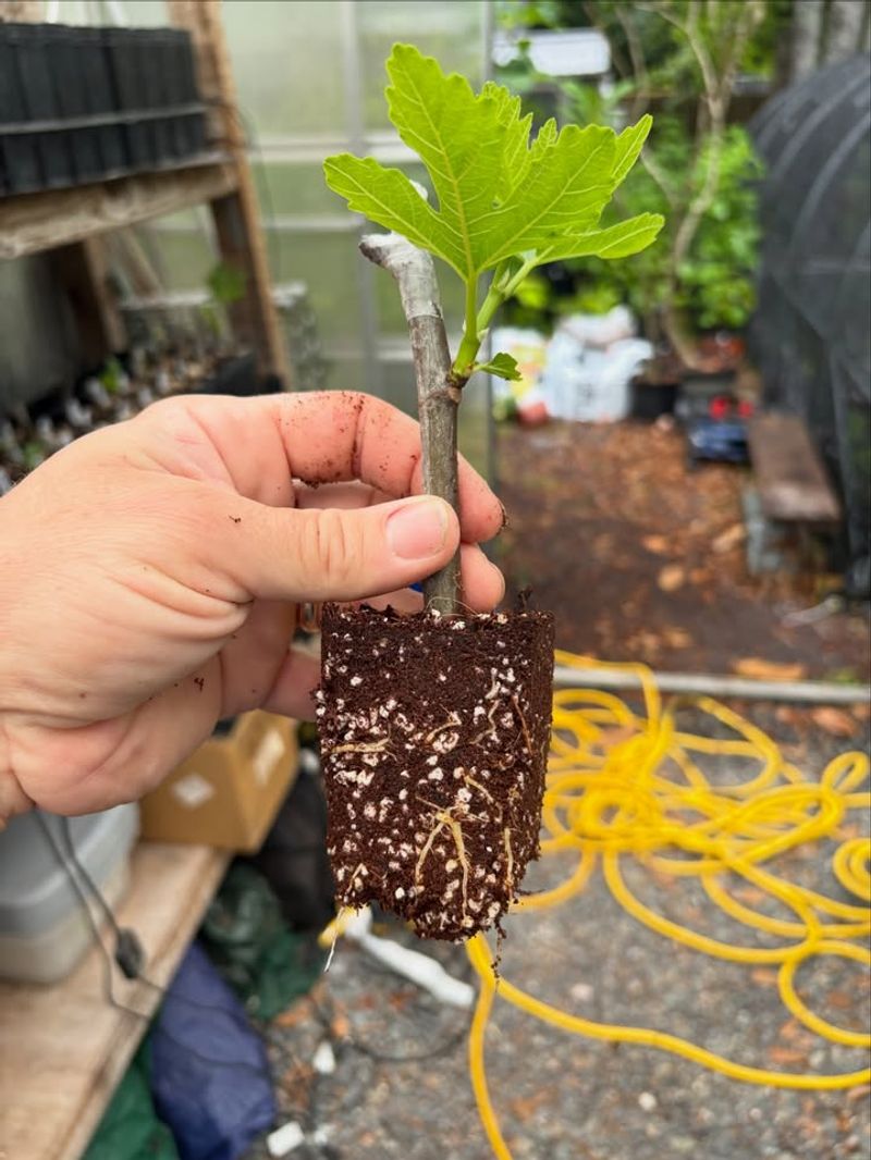 Fig Cuttings Establish Well In Warm Humid Conditions