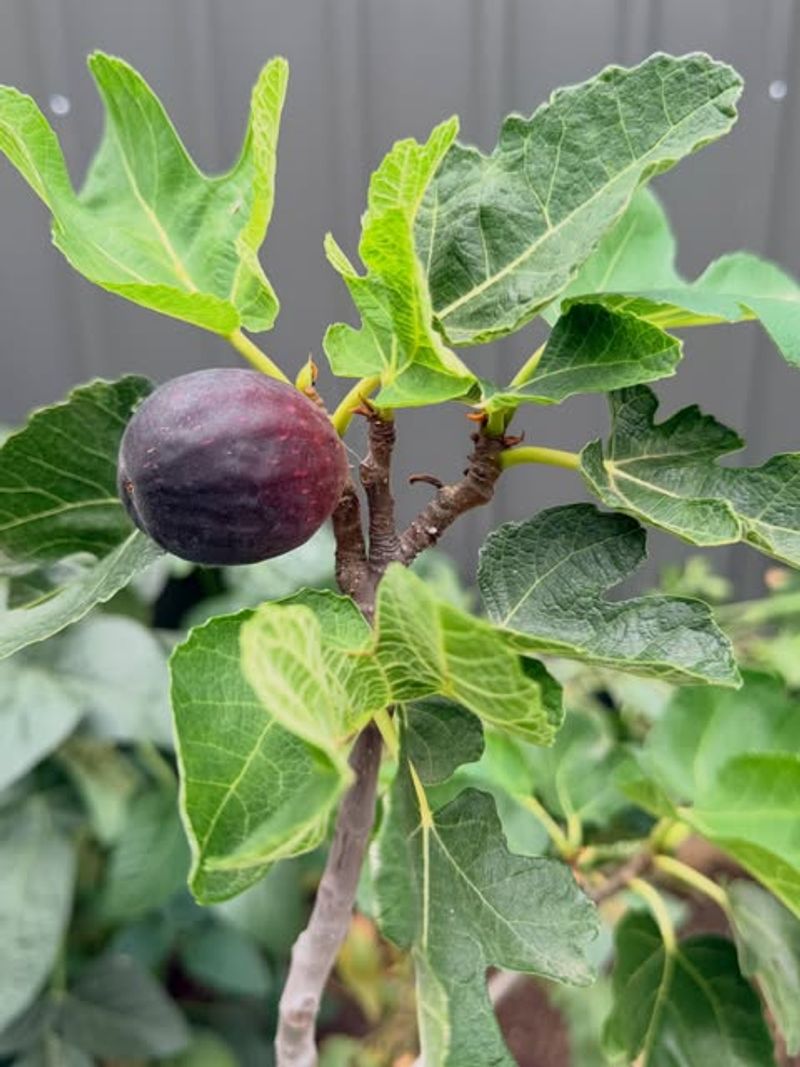 Fig Tree