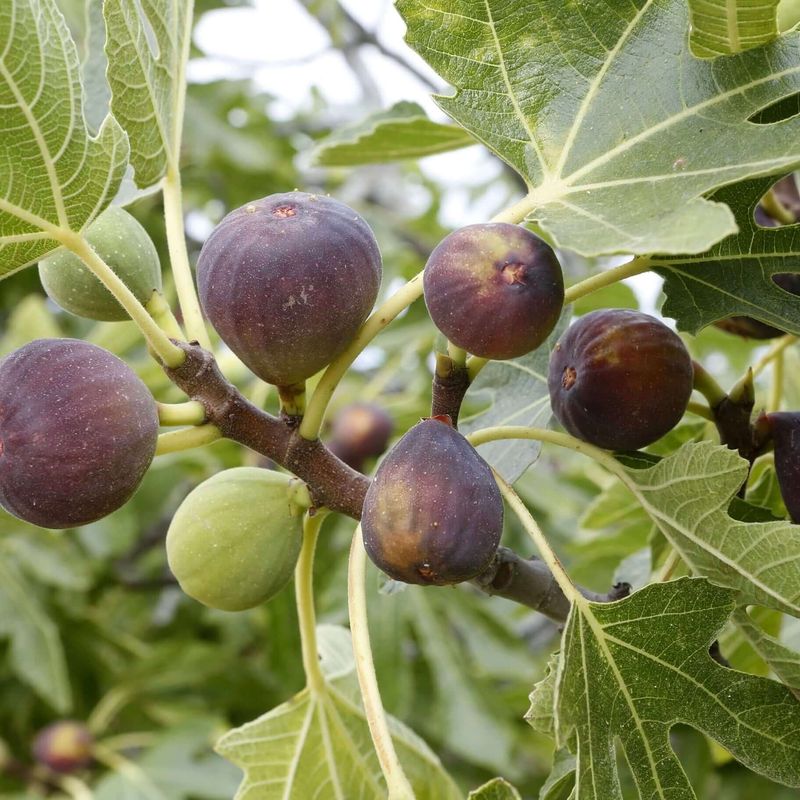 Fig Tree