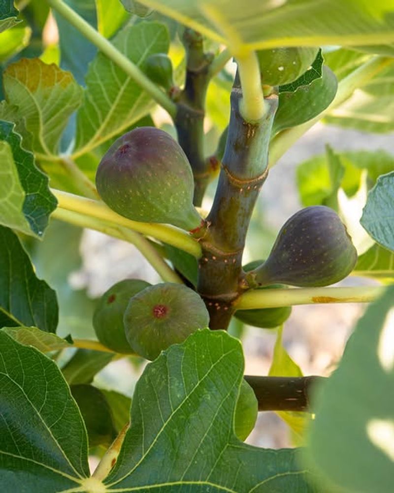 Fig Tree