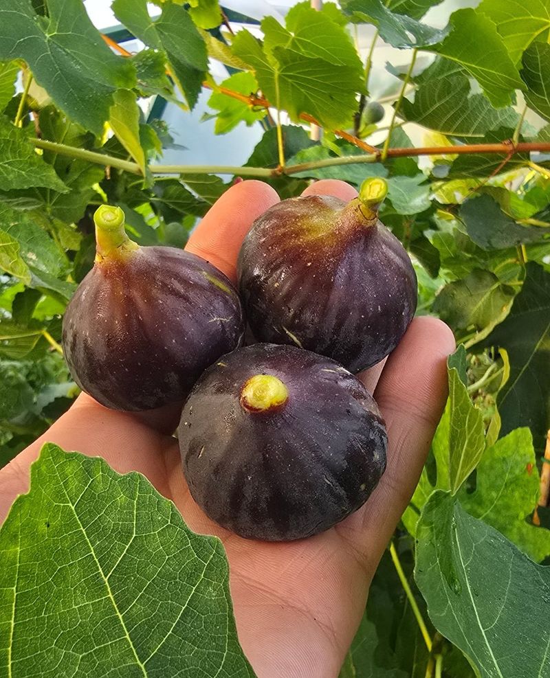 Fig Trees Fig Trees