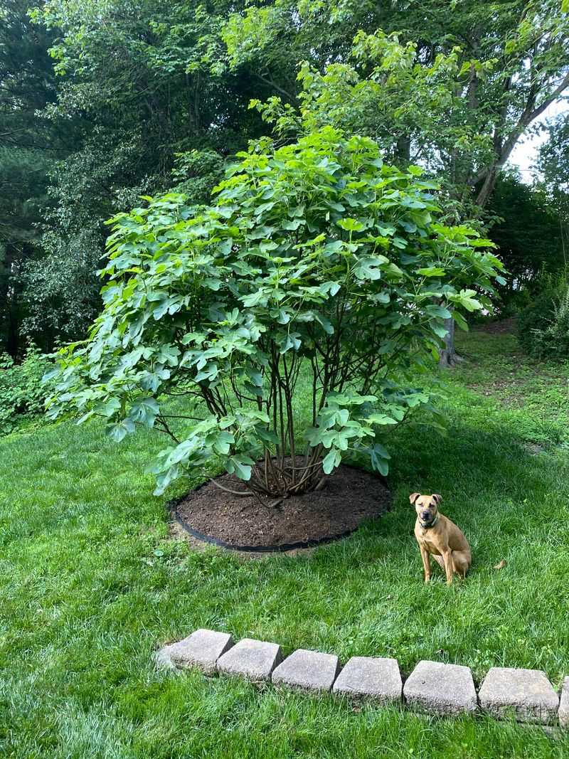 Figs Are The Low-Fuss Backyard Favorite