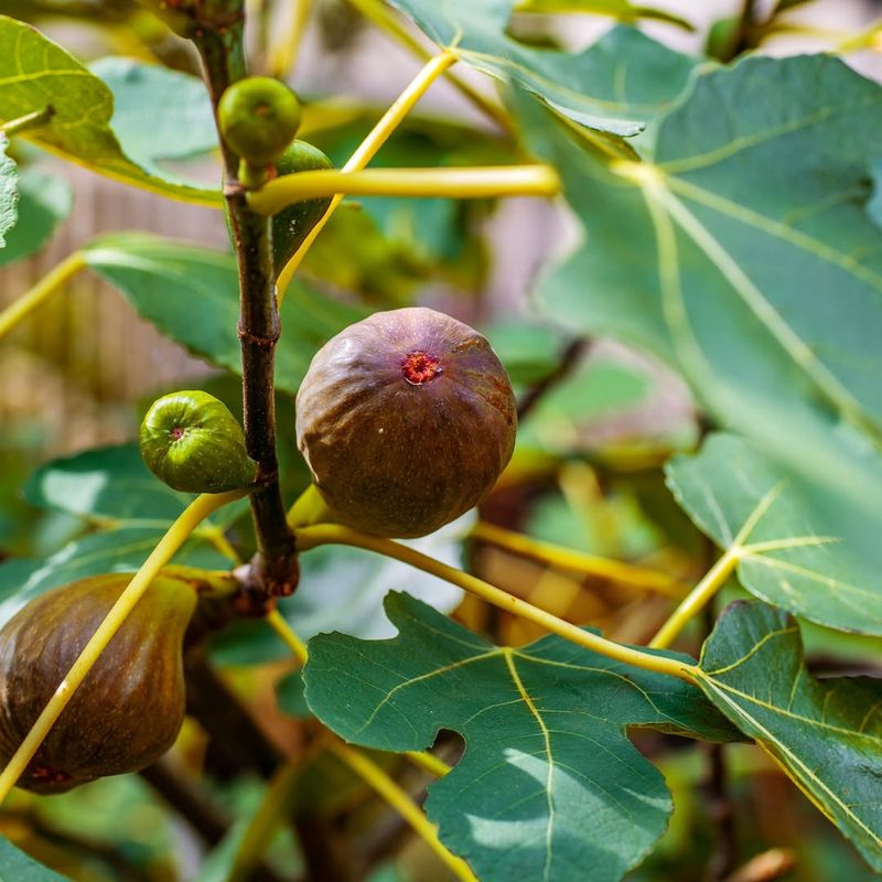 Figs Produce Reliable Harvests In Backyard Gardens
