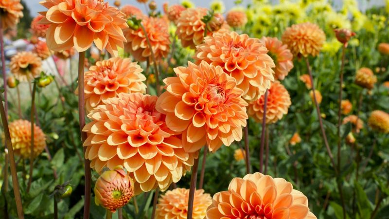 Fill Bare Spots With Annuals Instead Of Redesigning Beds