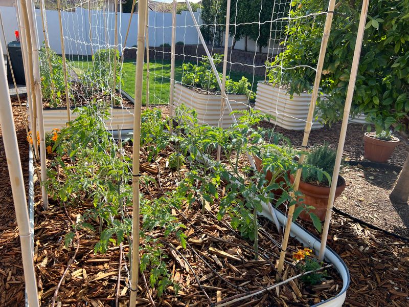 Fill Beds With Well Draining Soil That Handles Desert Conditions