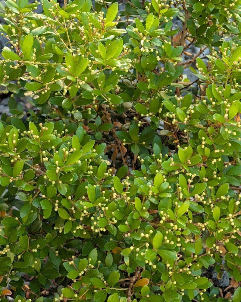Fill Dry Spots With Simpson's Stopper