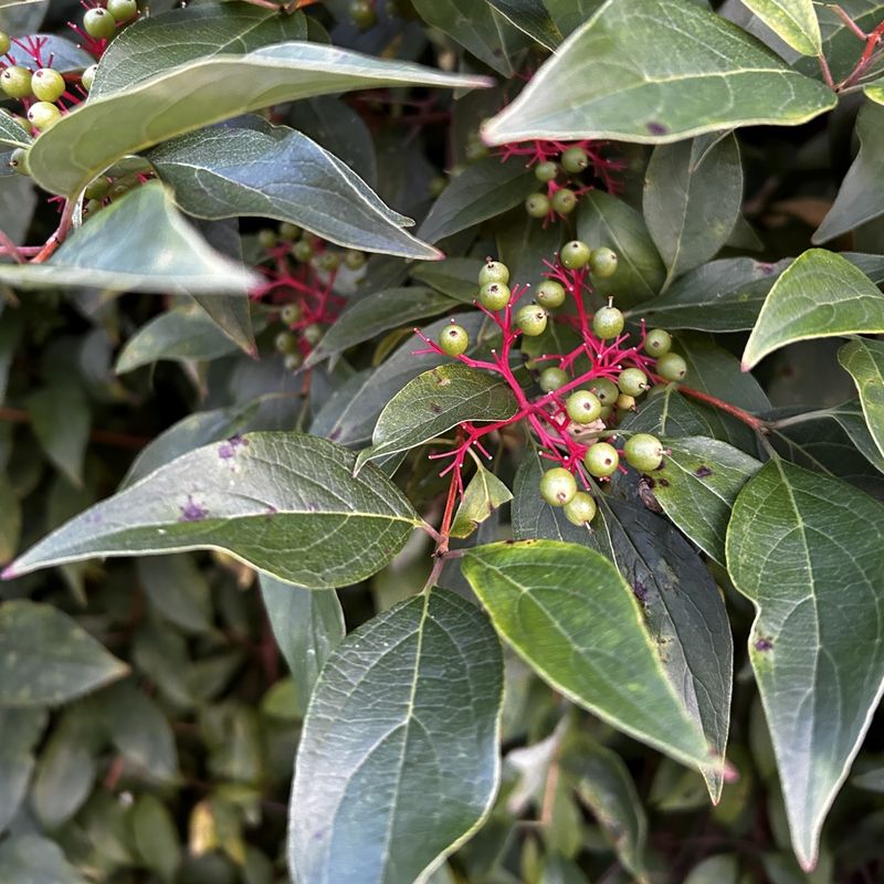 Fill Gaps Quickly With Gray Dogwood