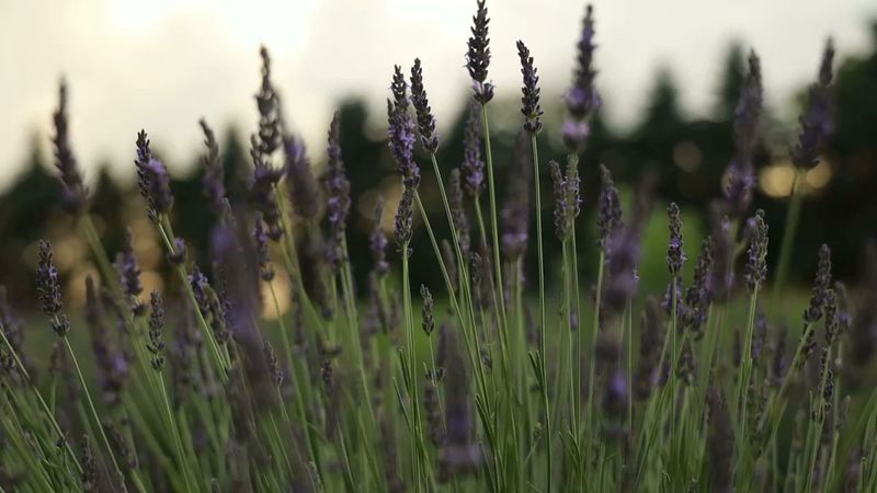 Find Fragrant Fields At Luckey Road Lavender Farm Find Fragrant Fields At Luckey Road Lavender Farm