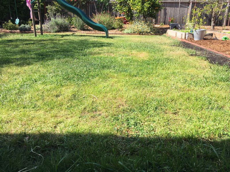 Find The Real Reason Your Florida Lawn Feels Bumpy