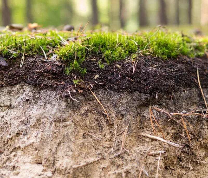 Finding Out What Made The Lawn Uneven Comes First