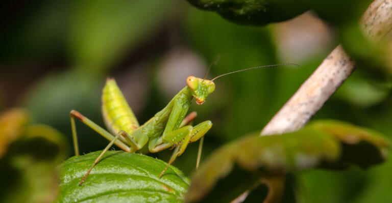 Finding This Stealthy Insect In Your Virginia Garden Is Better News Than You Think