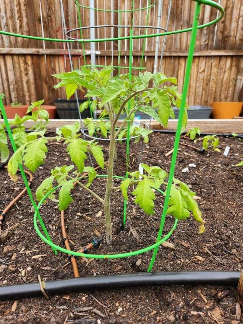 Finish Planting Summer Vegetables