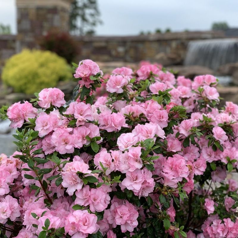 Finish Pruning Before Summer Heat Settles In