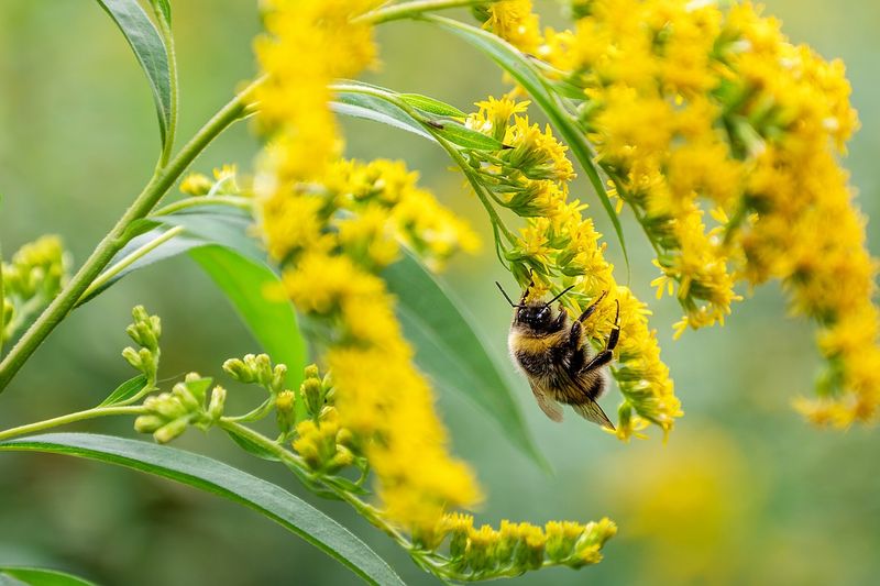Finish With Goldenrod For The Season's Strongest Late Summer Feast