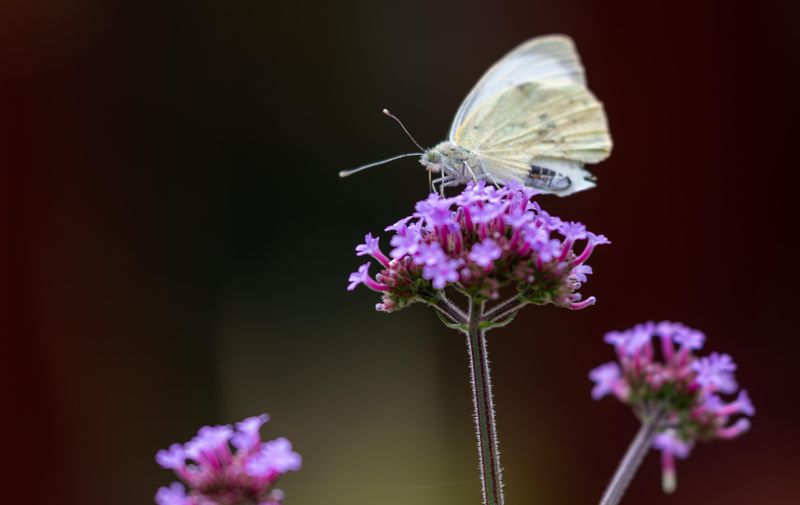 Finish With Verbena