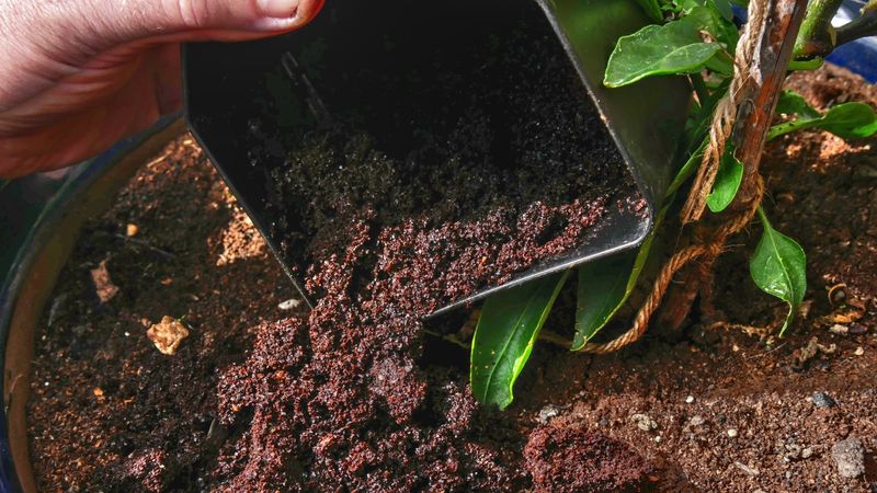 Finished Compost Made With Coffee Grounds Helps Garden Beds