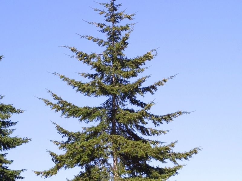 Fir Is Not A Strong Host Fir Is Not A Strong Host