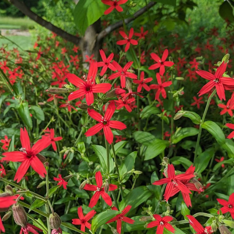 Fire Pink Adds Brilliant Spring Color And Feeds The Insects Cardinals Hunt Fire Pink Adds Brilliant Spring Color And Feeds The Insects Cardinals Hunt