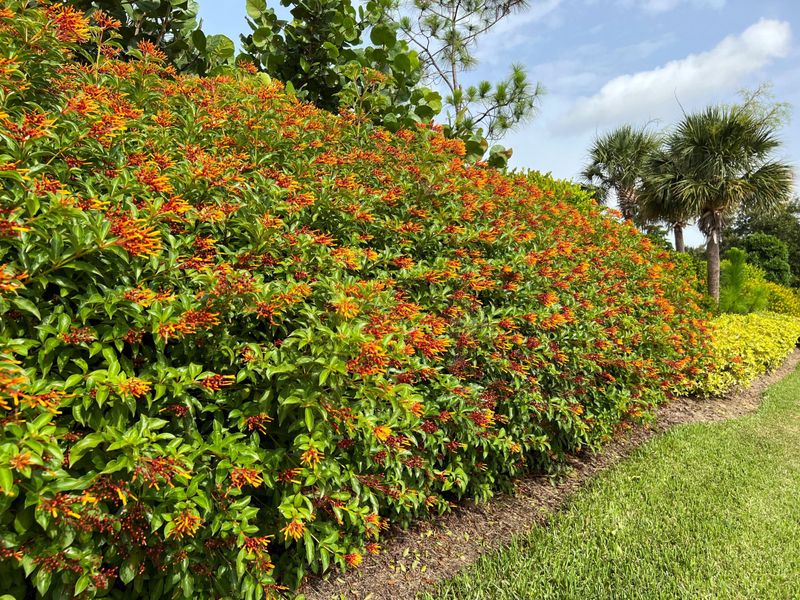 Firebush Brings A Looser Flowering Screen