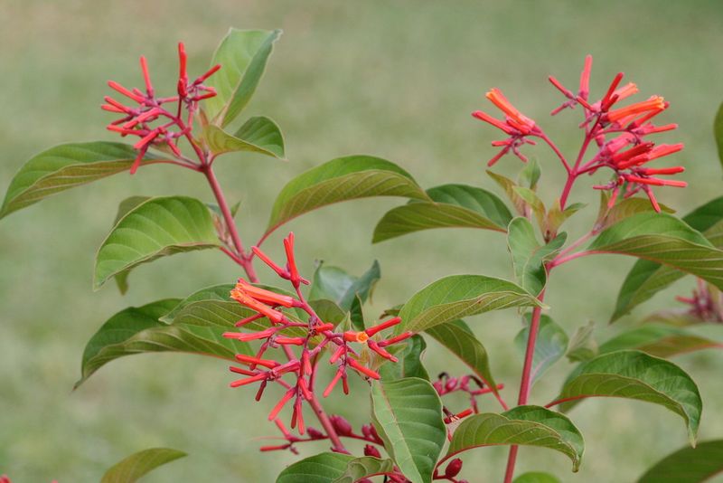 Firebush Brings Heat-Tough Color Near Seating Areas