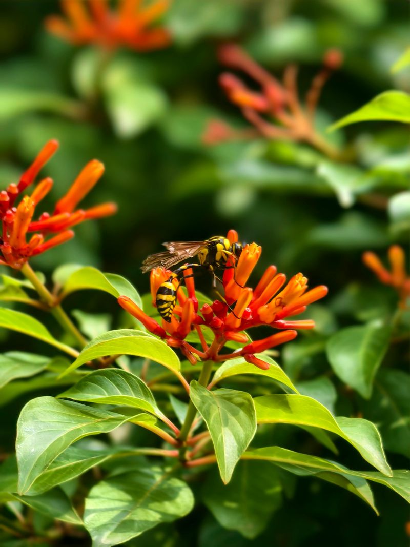 Firebush Brings Native Color And Wildlife Value