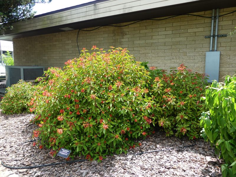 Firebush Draws Bright Butterfly Activity Firebush Draws Bright Butterfly Activity