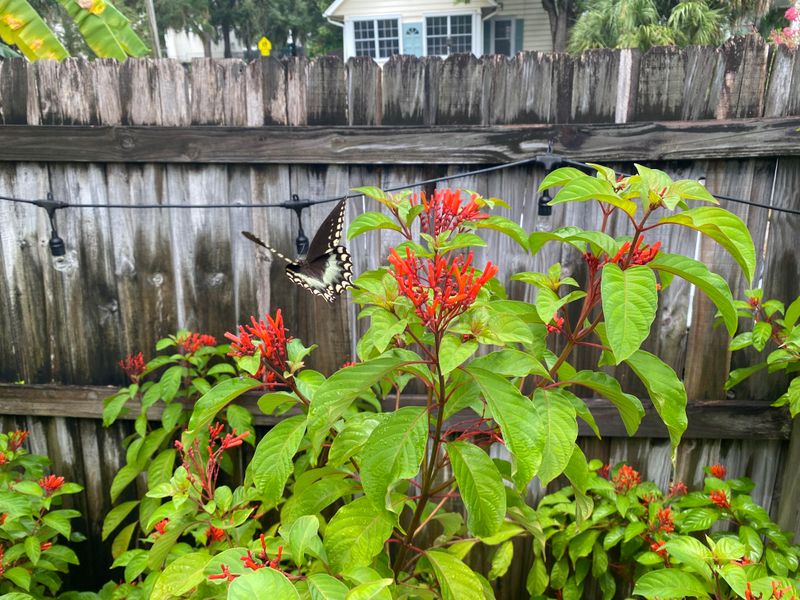 Firebush Fed Pollinators Once The Rain Slowed Down Firebush Fed Pollinators Once The Rain Slowed Down
