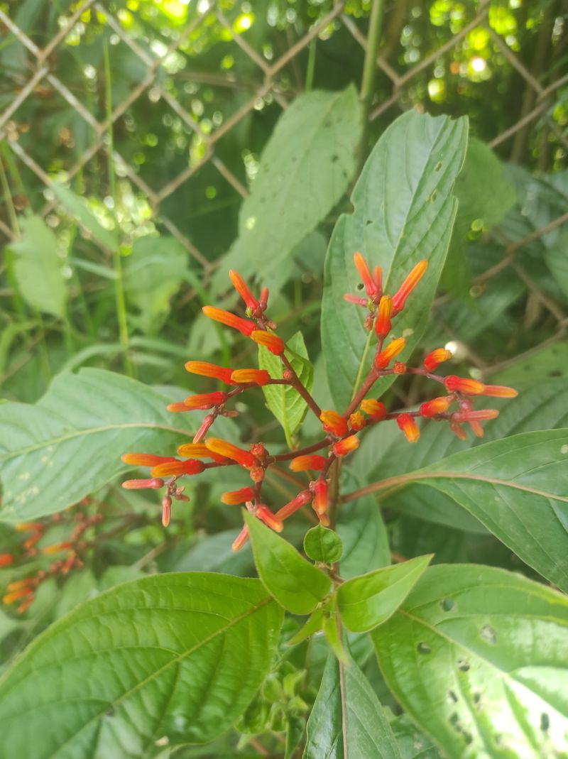Firebush Returns Strong In Warm Native Gardens
