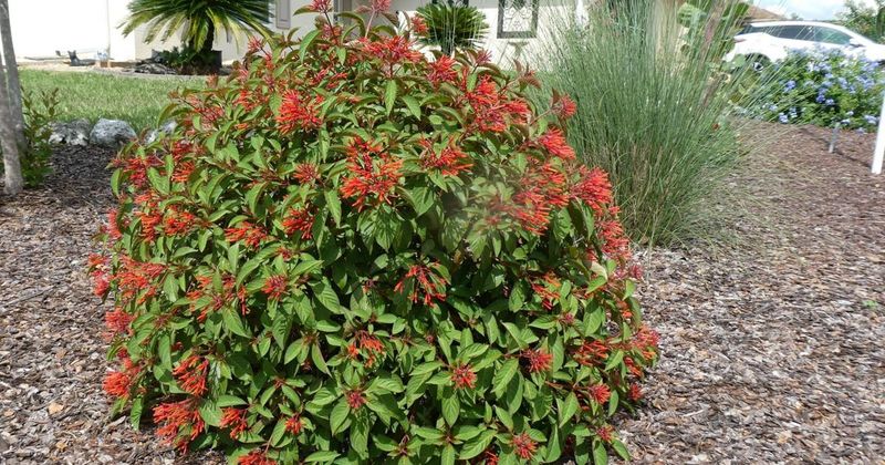 Firebush Turns A Sunny Entry Bed Into A Pollinator Welcome